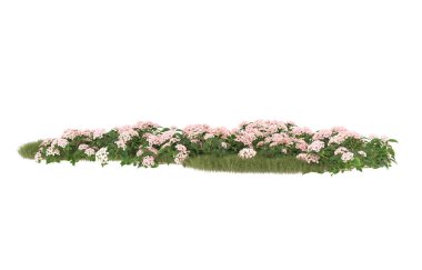 Field of grass with flowers isolated on white background. 3d rendering - illustration