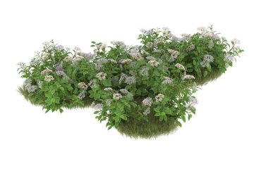 Field of grass with flowers isolated on white background. 3d rendering - illustration