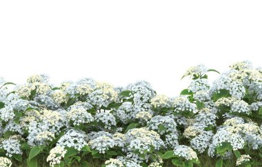 Field of grass with flowers isolated on white background. 3d rendering - illustration