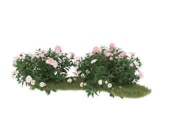 Field of grass with flowers isolated on white background. 3d rendering - illustration