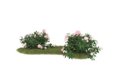 Field of grass with flowers isolated on white background. 3d rendering - illustration