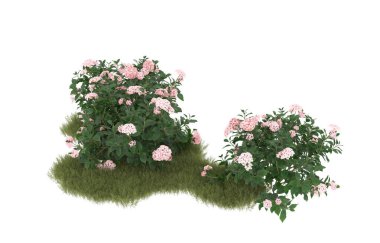 Field of grass with flowers isolated on white background. 3d rendering - illustration