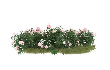 Field of grass with flowers isolated on white background. 3d rendering - illustration