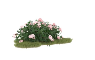 Field of grass with flowers isolated on white background. 3d rendering - illustration