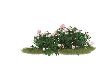 Field of grass with flowers isolated on white background. 3d rendering - illustration