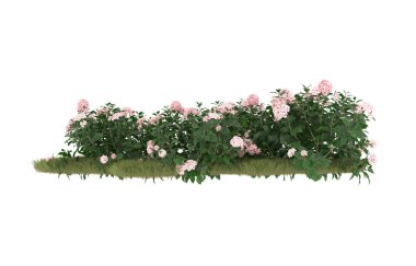 Field of grass with flowers isolated on white background. 3d rendering - illustration