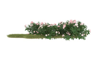 Field of grass with flowers isolated on white background. 3d rendering - illustration