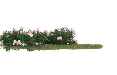Field of grass with flowers isolated on white background. 3d rendering - illustration