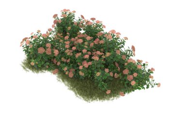 Field of grass with flowers isolated on white background. 3d rendering - illustration