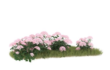 Field of grass with flowers isolated on white background. 3d rendering - illustration