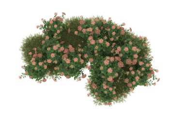 Field of grass with flowers isolated on white background. 3d rendering - illustration