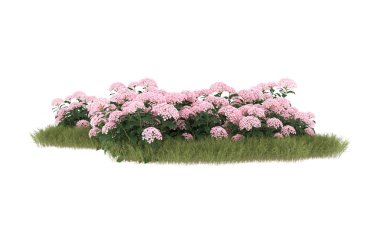Field of grass with flowers isolated on white background. 3d rendering - illustration