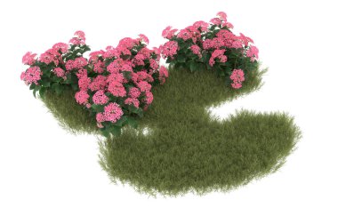 Field of grass with flowers isolated on white background. 3d rendering - illustration