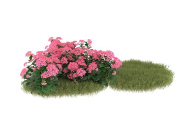 Field of grass with flowers isolated on white background. 3d rendering - illustration