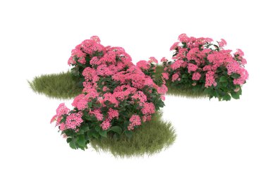 Field of grass with flowers isolated on white background. 3d rendering - illustration