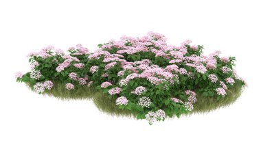 Field of grass with flowers isolated on white background. 3d rendering - illustration