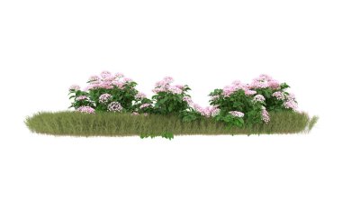 Field of grass with flowers isolated on white background. 3d rendering - illustration