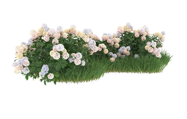 Field of grass with flowers isolated on white background. 3d rendering - illustration