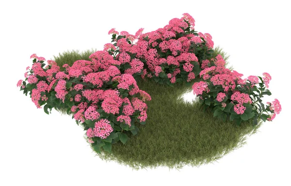 Field of grass with flowers isolated on white background. 3d rendering - illustration