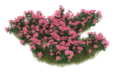 Field of grass with flowers isolated on white background. 3d rendering - illustration