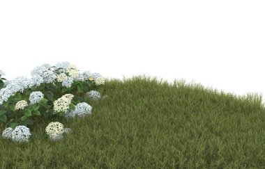 Field of grass with flowers isolated on white background. 3d rendering - illustration