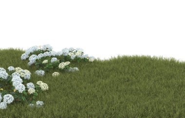 Field of grass with flowers isolated on white background. 3d rendering - illustration