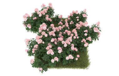 Field of grass with flowers isolated on white background. 3d rendering - illustration