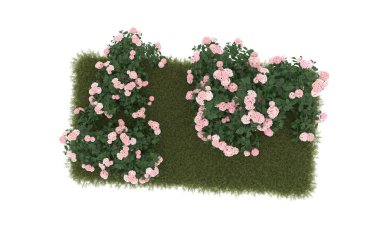 Field of grass with flowers isolated on white background. 3d rendering - illustration