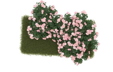 Field of grass with flowers isolated on white background. 3d rendering - illustration