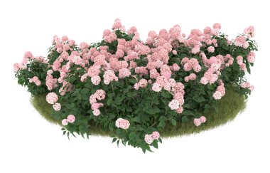 Field of grass with flowers isolated on white background. 3d rendering - illustration