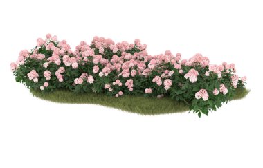 Field of grass with flowers isolated on white background. 3d rendering - illustration