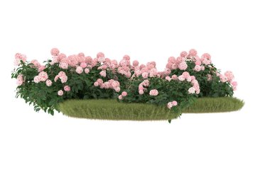 Field of grass with flowers isolated on white background. 3d rendering - illustration