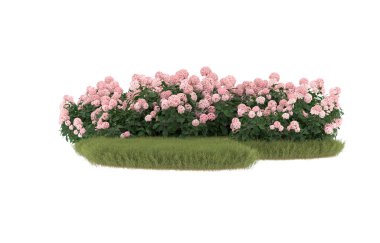 Field of grass with flowers isolated on white background. 3d rendering - illustration