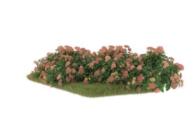 Field of grass with flowers isolated on white background. 3d rendering - illustration