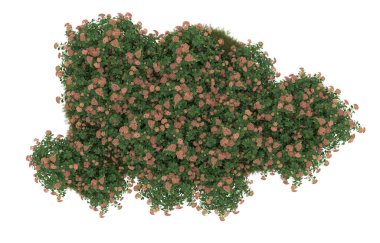 Field of grass with flowers isolated on white background. 3d rendering - illustration