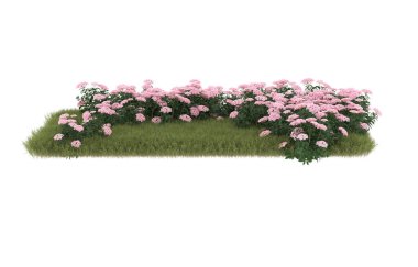 Field of grass with flowers isolated on white background. 3d rendering - illustration