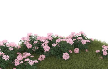 Field of grass with flowers isolated on white background. 3d rendering - illustration