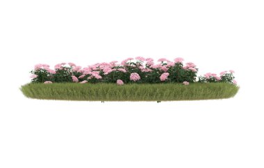 Field of grass with flowers isolated on white background. 3d rendering - illustration