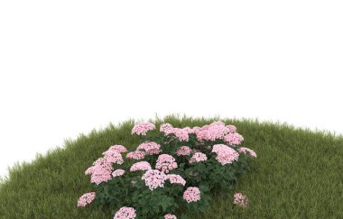 Field of grass with flowers isolated on white background. 3d rendering - illustration