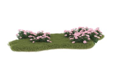 Field of grass with flowers isolated on white background. 3d rendering - illustration