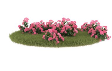 Field of grass with flowers isolated on white background. 3d rendering - illustration