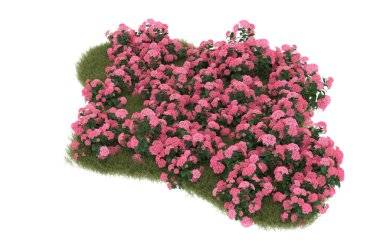 Field of grass with flowers isolated on white background. 3d rendering - illustration