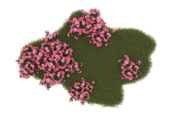 Field of grass with flowers isolated on white background. 3d rendering - illustration