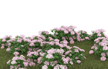 Field of grass with flowers isolated on white background. 3d rendering - illustration