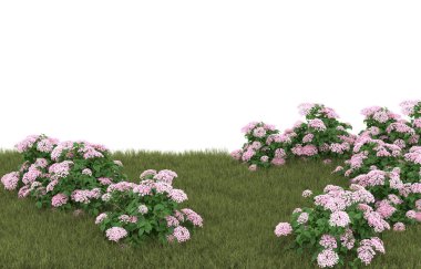 Field of grass with flowers isolated on white background. 3d rendering - illustration