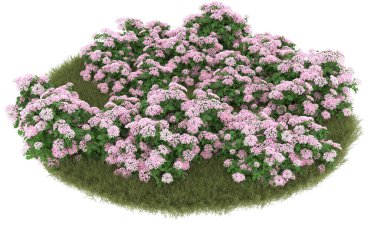 Field of grass with flowers isolated on white background. 3d rendering - illustration