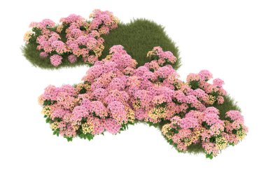 Field of grass with flowers isolated on white background. 3d rendering - illustration