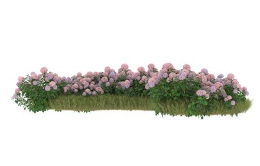 Field of grass with flowers isolated on white background. 3d rendering - illustration