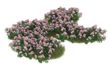 Field of grass with flowers isolated on white background. 3d rendering - illustration