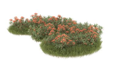 Field of grass with flowers isolated on white background. 3d rendering - illustration